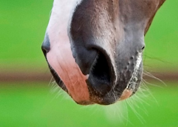 Equine nose